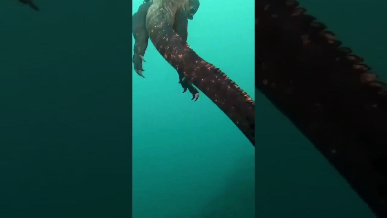 Marine iguanas are the world's only oceangoing lizard.
