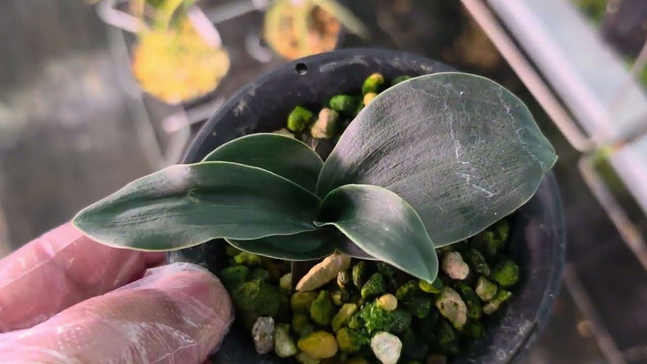 한국 춘난 송학관 호피 등등 경매 합니다👍구독👍좋아요💋💋💋💋💋 부탁드립니다 3월15일 