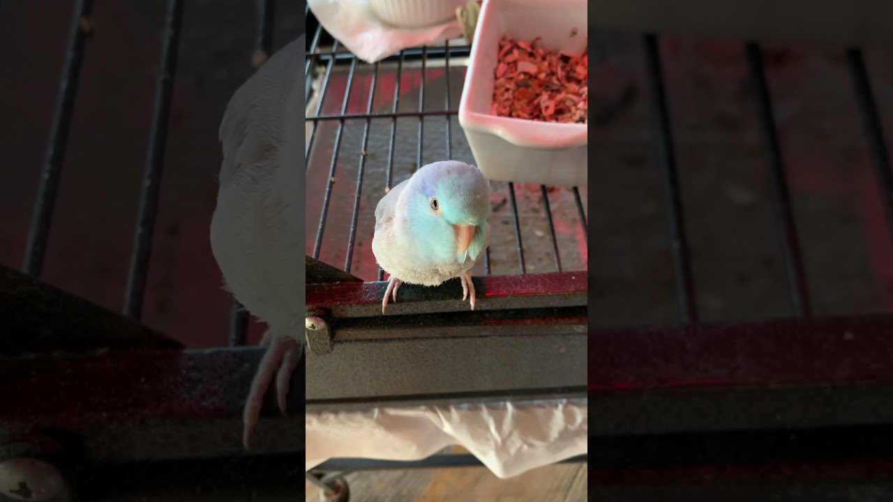 Talking Parrotlet Bluno Starz saying everything.
