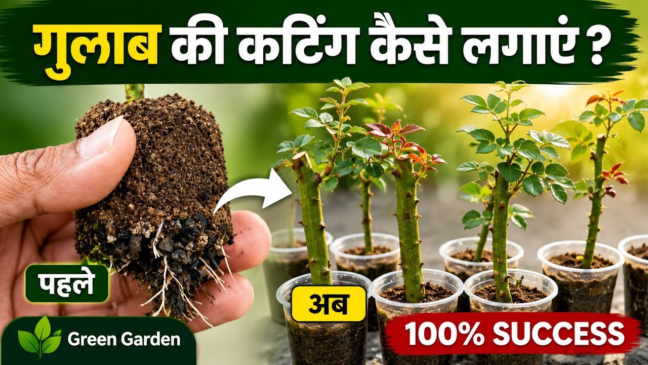 गुलाब की कटिंग्स कैसे लगाए ? How to grow Rose plant from cutting ?