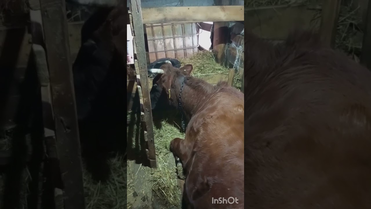 И не пришлось долго ждать следующего отёла