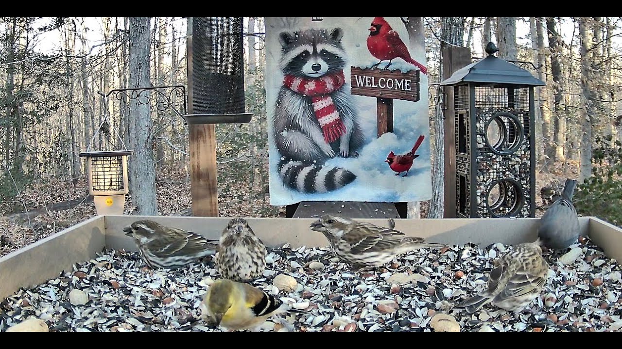 Streaming LIVE ** Birds on the Bluff Main Feeding Platform Camera ** 1/16/2026