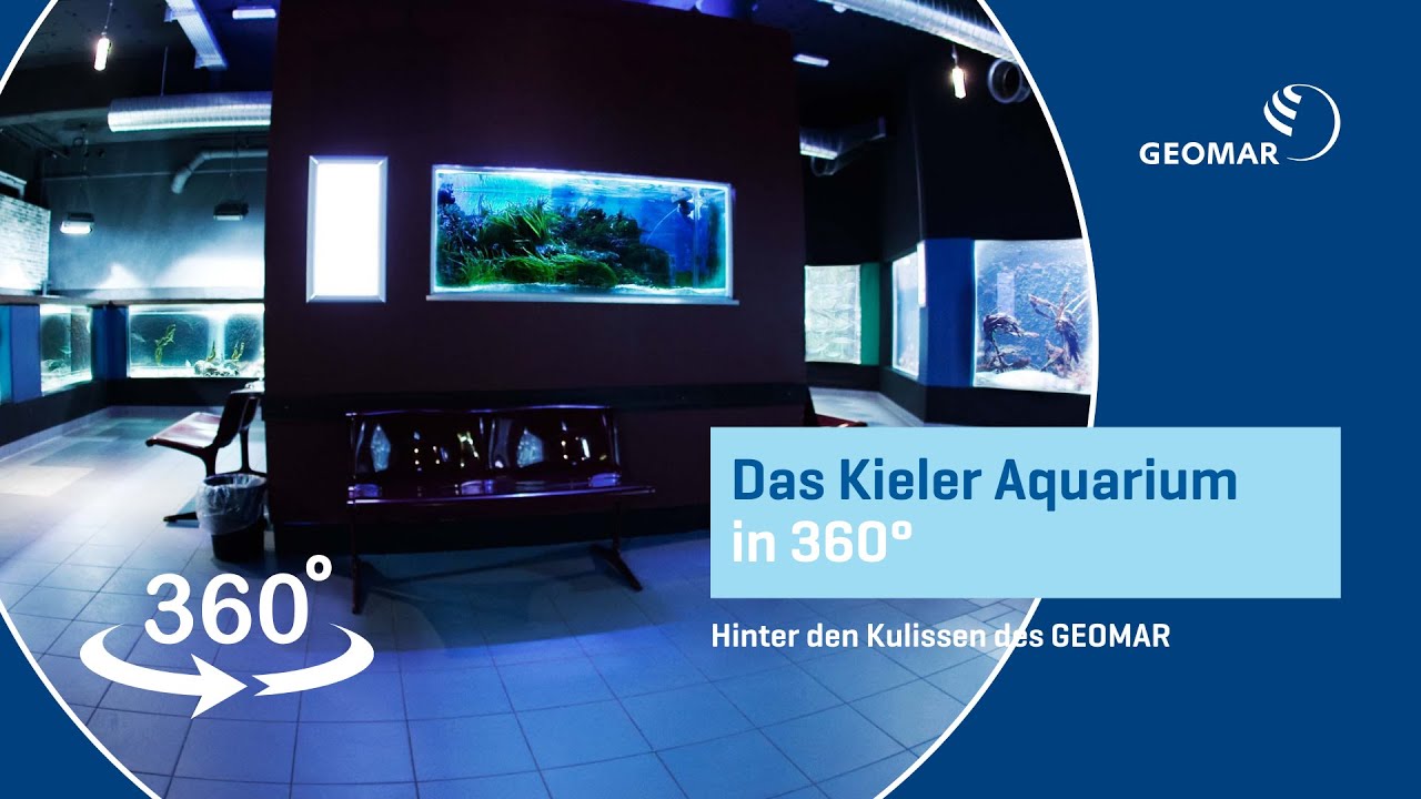 Hinter den Kulissen des GEOMAR - Das Kieler Aquarium in 360°
