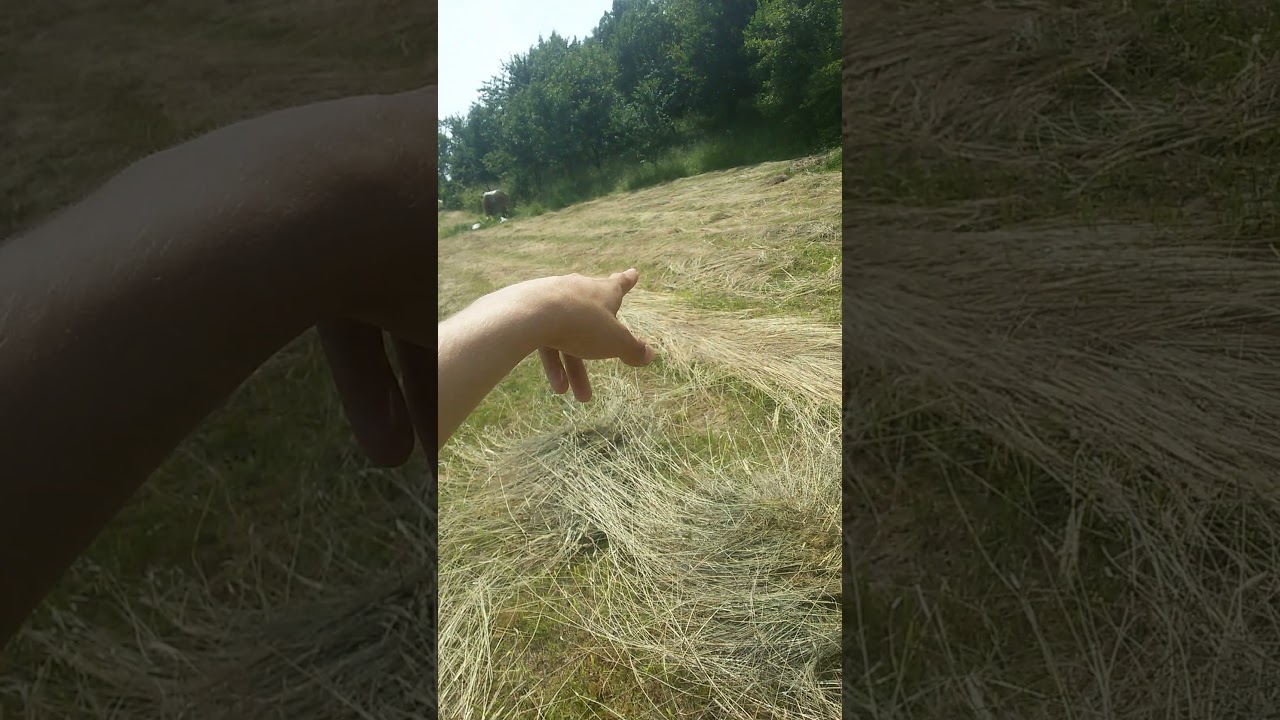 Széna forgatás