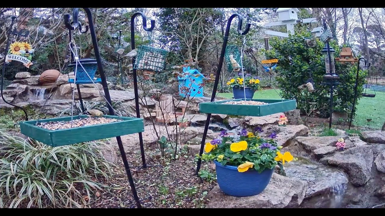 LIVE Backyard Bird Cam 🐦🌧️ | Waterfall Garden, Feeders & Thunderstorms
