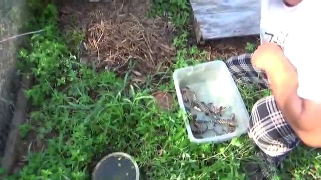 Blue Tongue Skink Harvest 2014