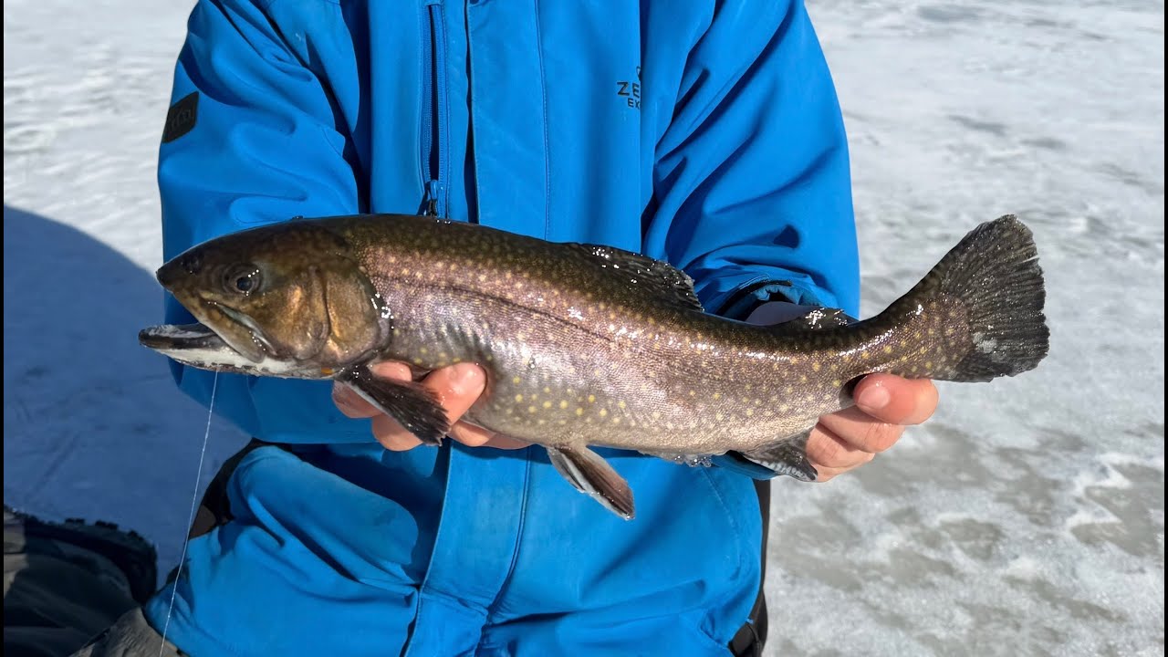 Trout and Panfish SLAYFEST on the ice!