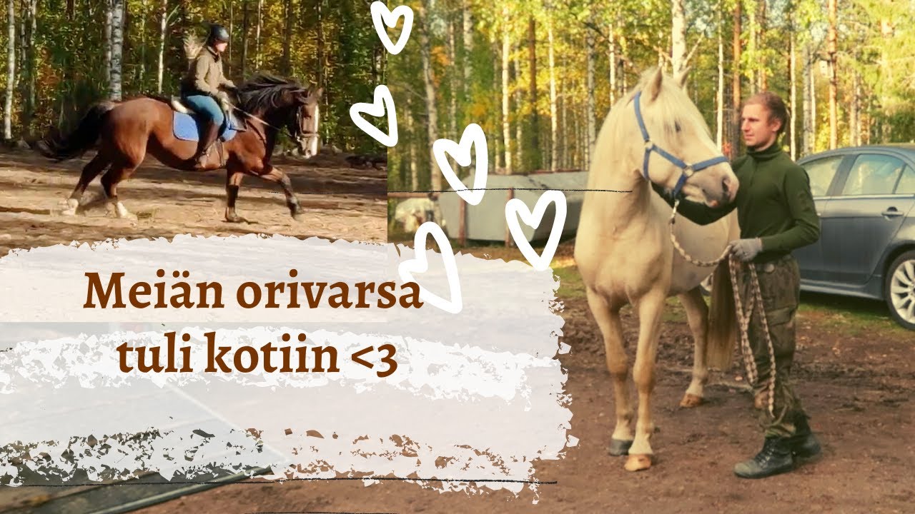 PITKÄ TALLIPÄIVÄ l Haettiin Kuulas kotiin, ratsastin Väinön, juoksutusta...
