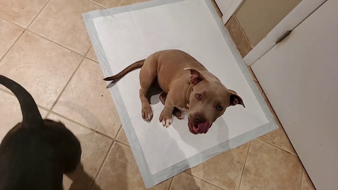 Gorilla Max American bully feed