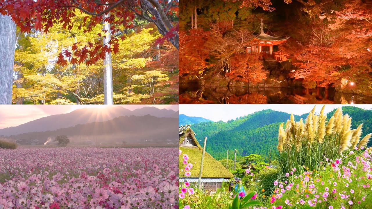 【秋季節の風景とBGM。CM無】Autumn seasonal scenery and BGM  Kyoto ,Nara,JAPAN