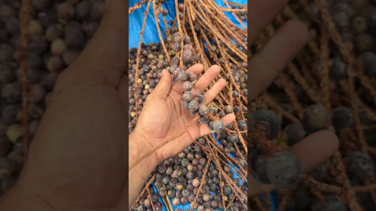 Dia de preparar Bacaba, a prima do A&ccedil;a&iacute;. #vidanaro&ccedil;a #bacaba #a&ccedil;ai #nativo #alimento