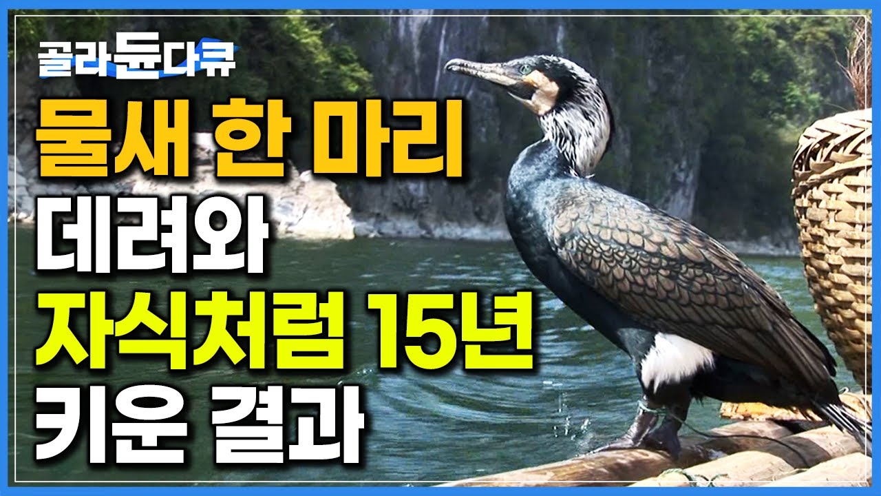 “아빠는 쉬어. 물고기는 내가 잡을게~” 알아서 생선 잡아오는 영리한 물새｜중국 가마우지 어부｜세계테마기행｜#골라듄다큐