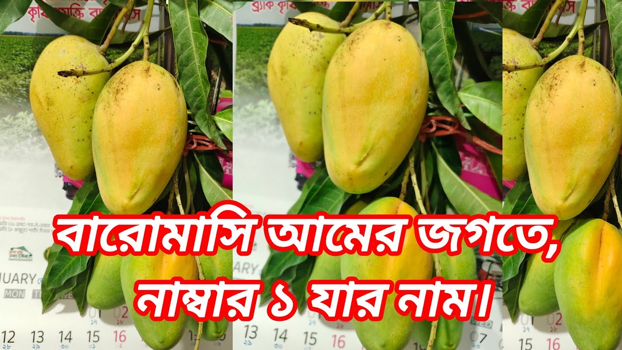 বারোমাসি আম বাংলাদেশে প্রথম তালিকায় যার নাম।