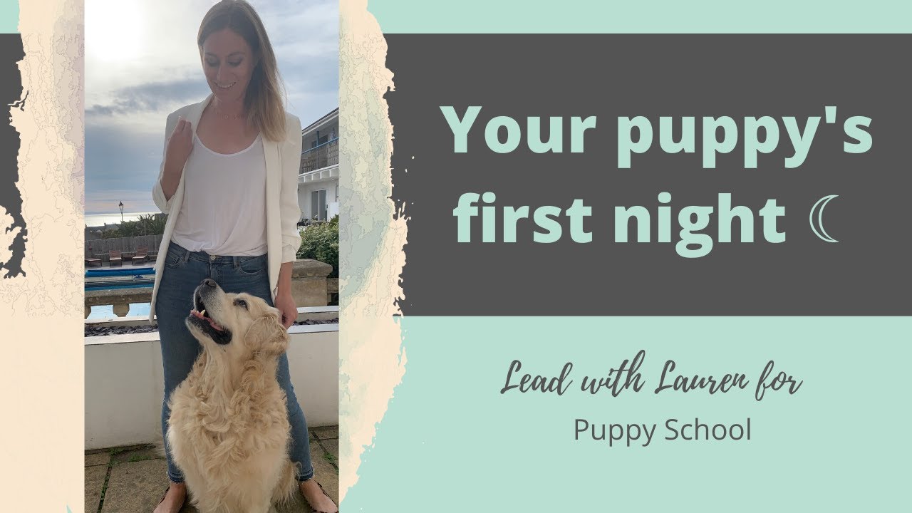 Your puppy's first night ☾