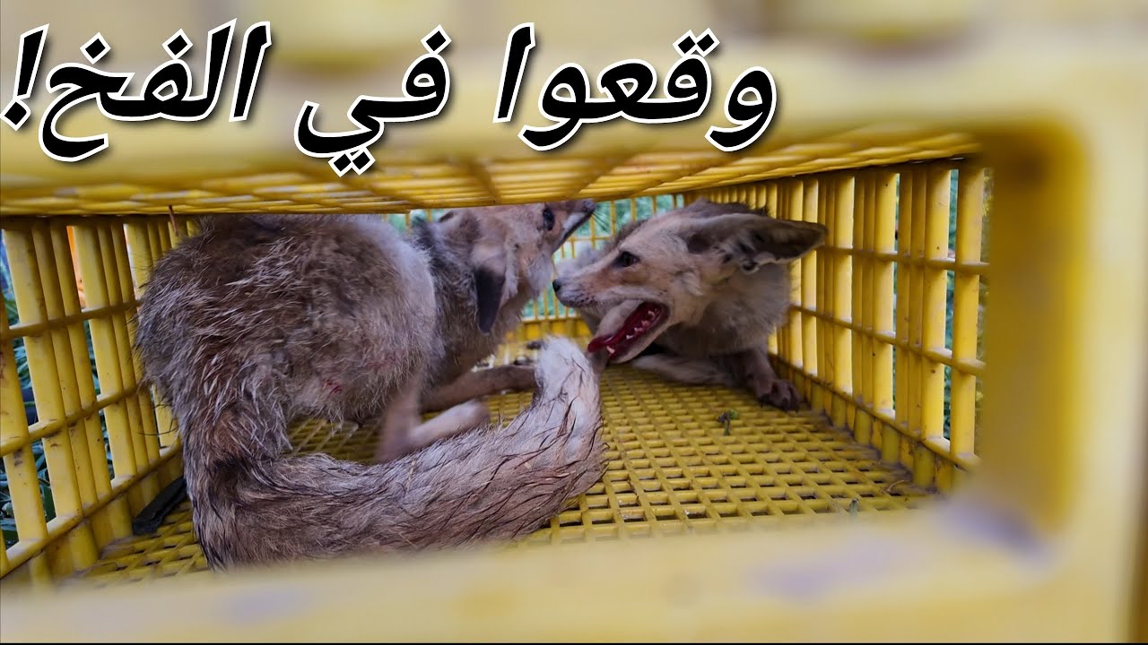 صيد ثعلبين في مصيدة واحدة،زراعة شجر الكيوي ،رش الاشجار بالمبيد،كيفية التخلص من الدغل في الحديقة(236)