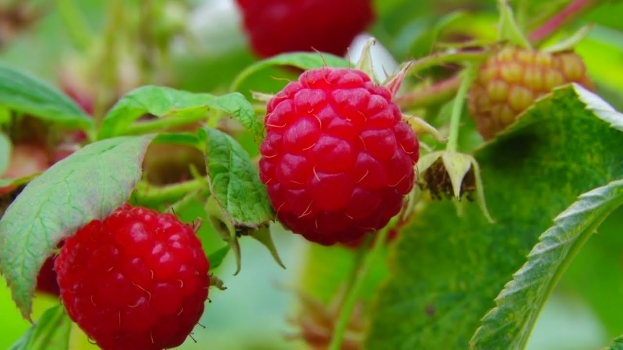 REVOLUCIJA U UZGOJU MALINE - Lunovo Selo