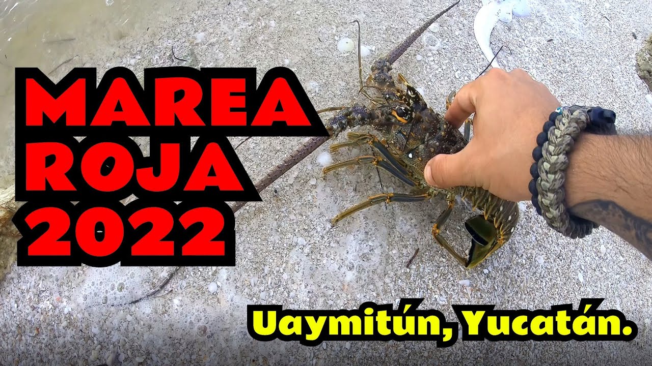 💀🐡 Marea Roja 2022 Mexico - What Is This?