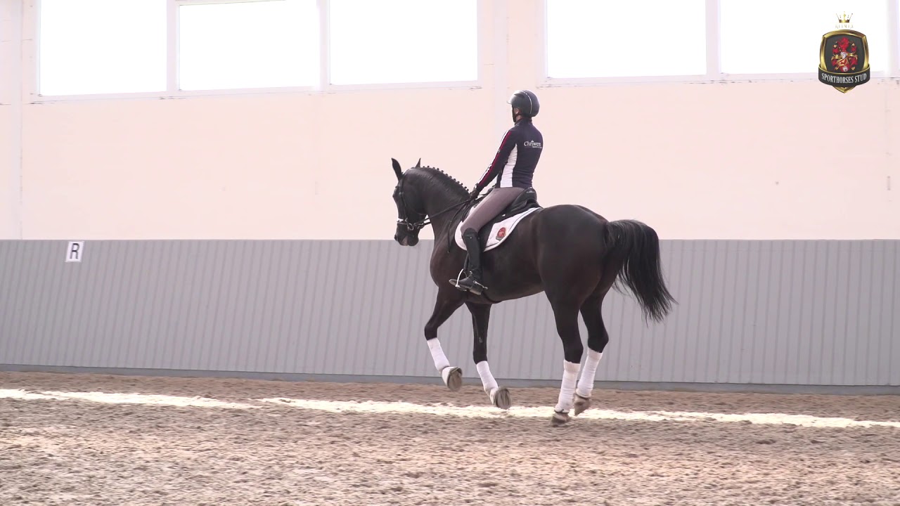 Dressurpferd Präsentation Dr. No | Sporthorses-stud