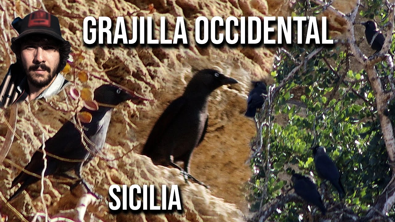 Grajilla occidental 4K (Coloeus monedula spermologus) Taccola eurasiatica, Eurasian Jackdaw, Dohle