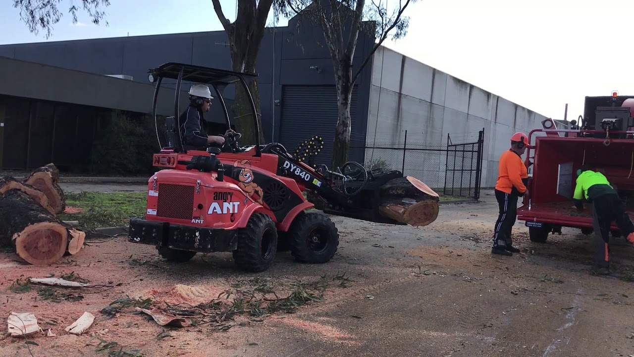 Angry Ant DY840