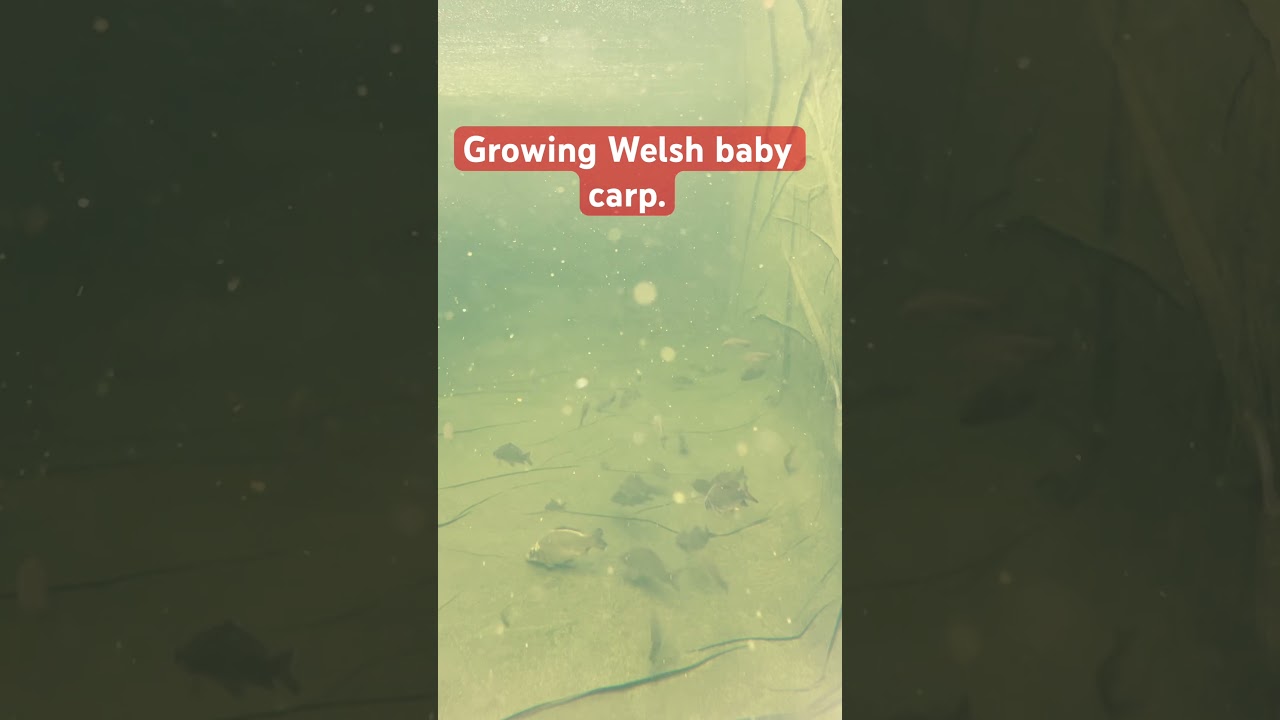 GROWING MONSTER WELSH CARP ! #fishing #roadtrip #carpfishing #hook #carp #growing #outdoors