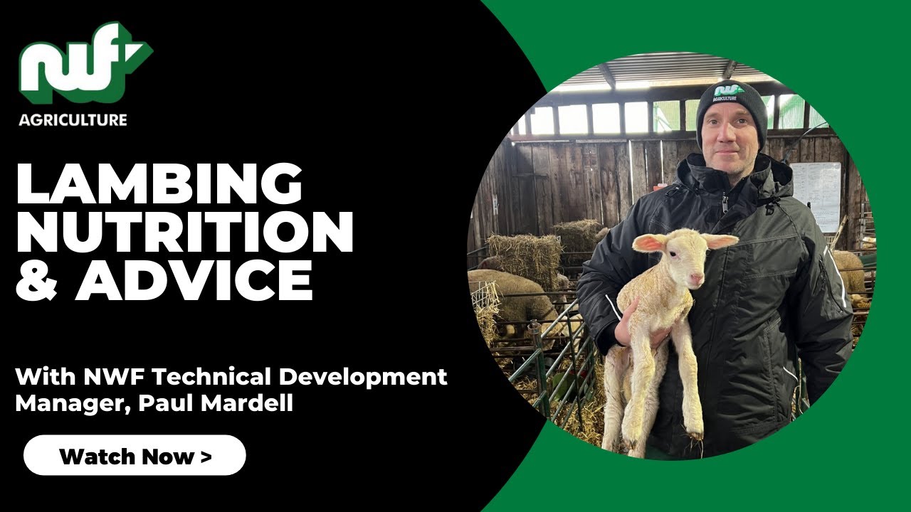 NWF Agriculture -  Lambing Nutrition Video