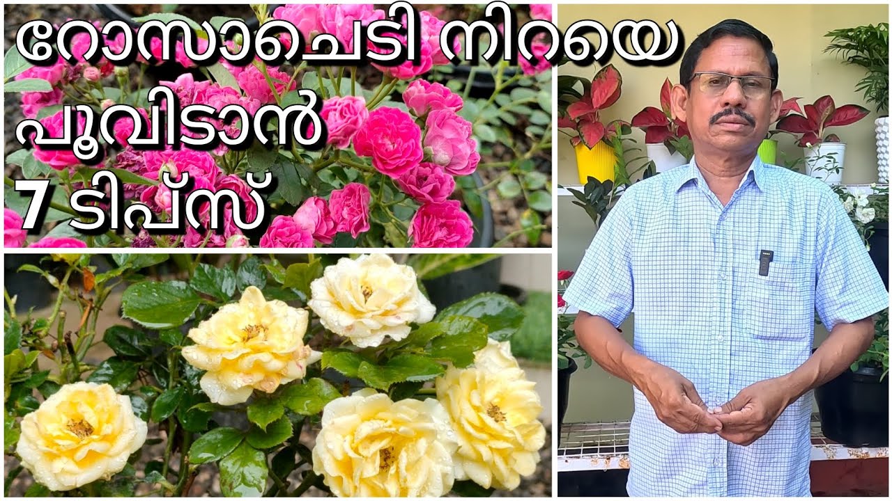 7 Tips for more flowers in roses