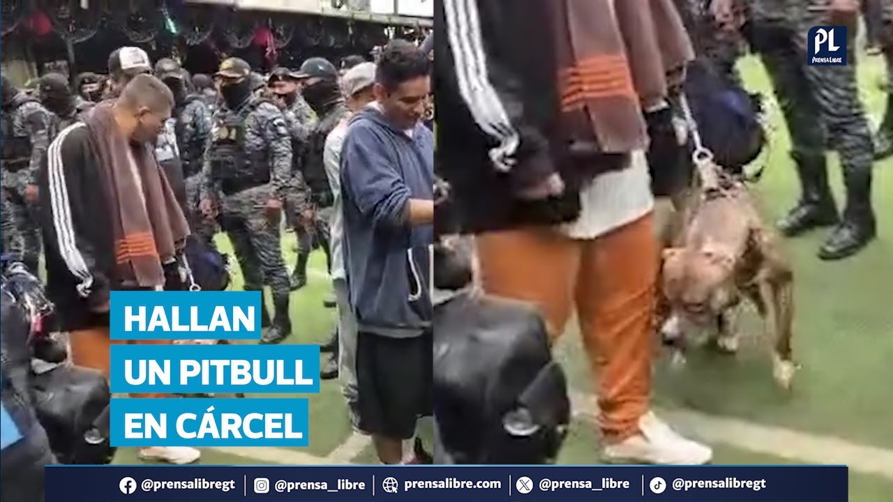 Hasta con un pitbull en la cárcel: así fue la requisa de la PNC y el SP en Preventivo de la zona 18