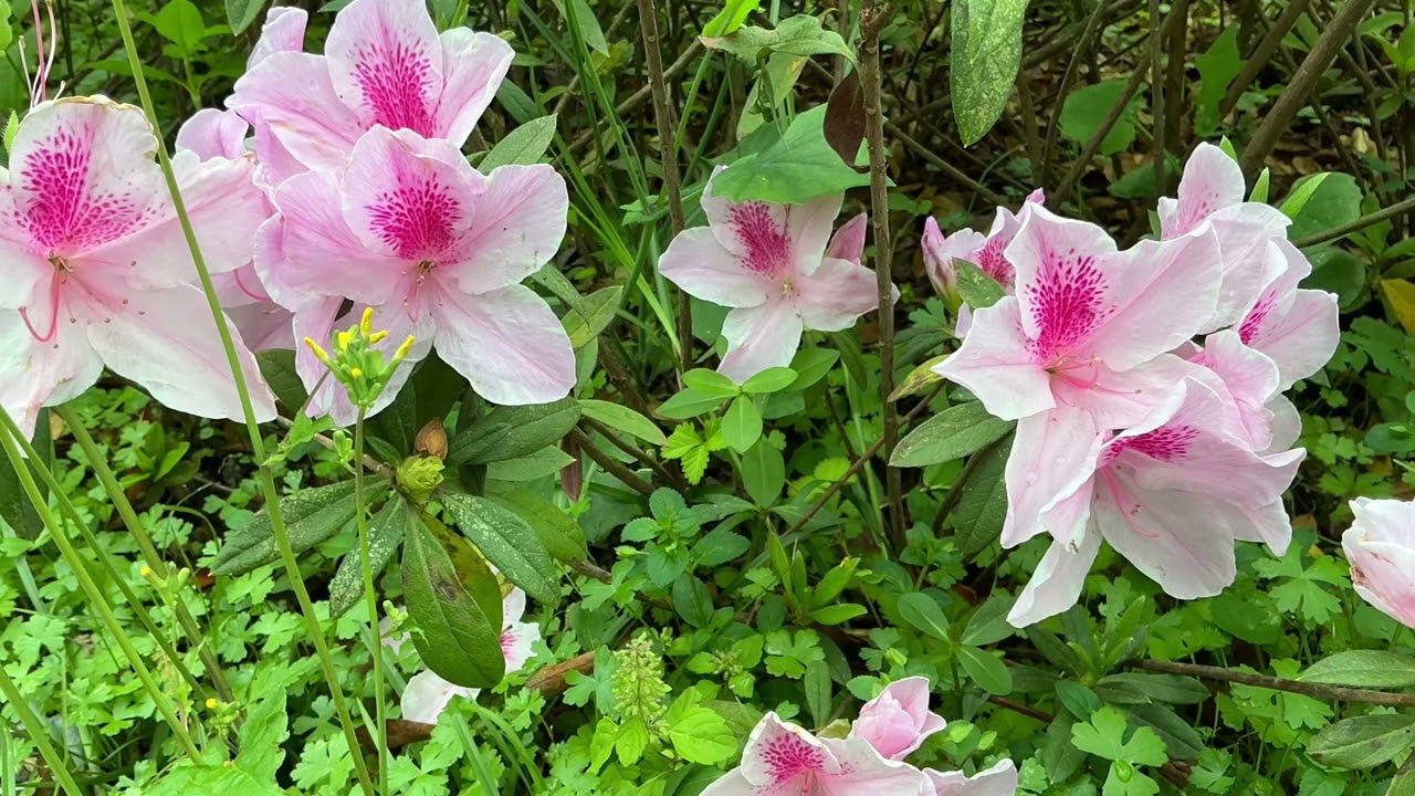 115年2月25日大安森林公園賞櫻（1）