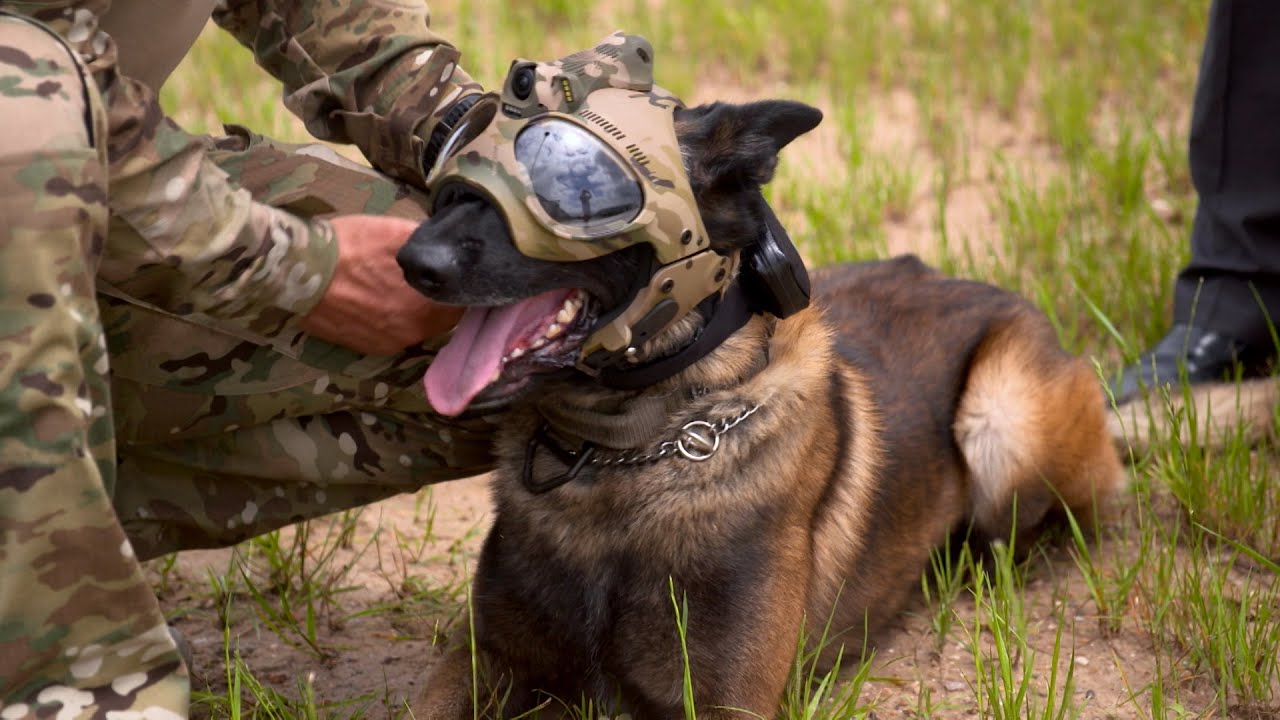 Helmet to Protect Police Dogs | The Henry Ford’s Innovation Nation