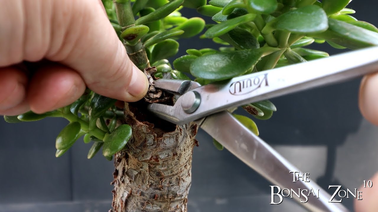My Large Old Jade Cutting, Bonsai Pots and More, The Bonsai Zone, April 2023