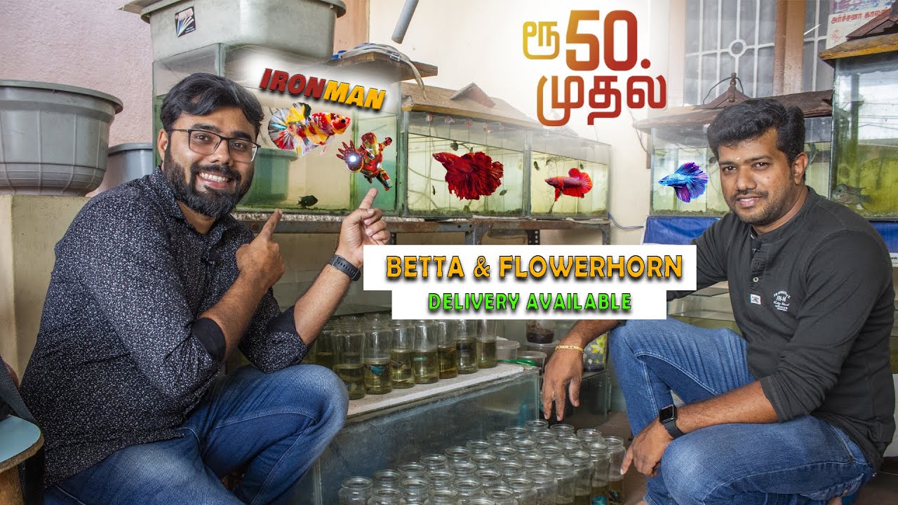 Cheapest Betta Fish | Flowerhorn Fish Farm in Coimbatore