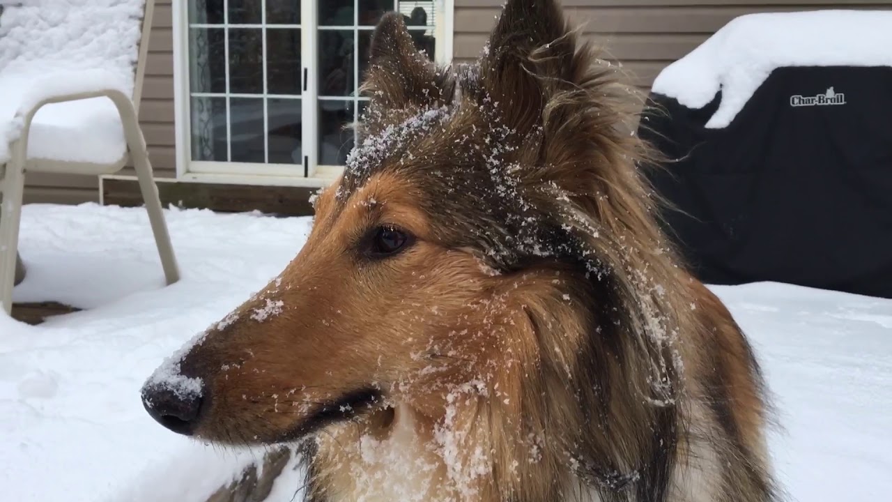Rough collie playing in the snow 2018 (crummy video)