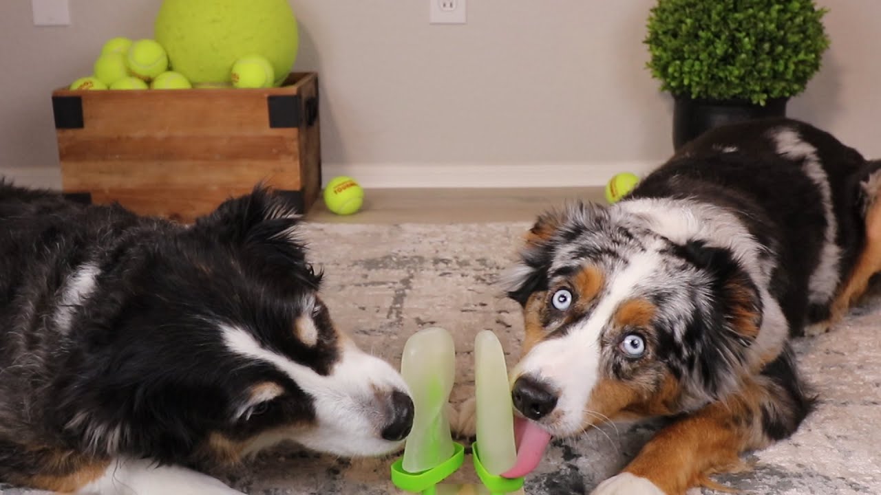 ASMR Dogs Licking Coconut Water Popsicles [No Talking]