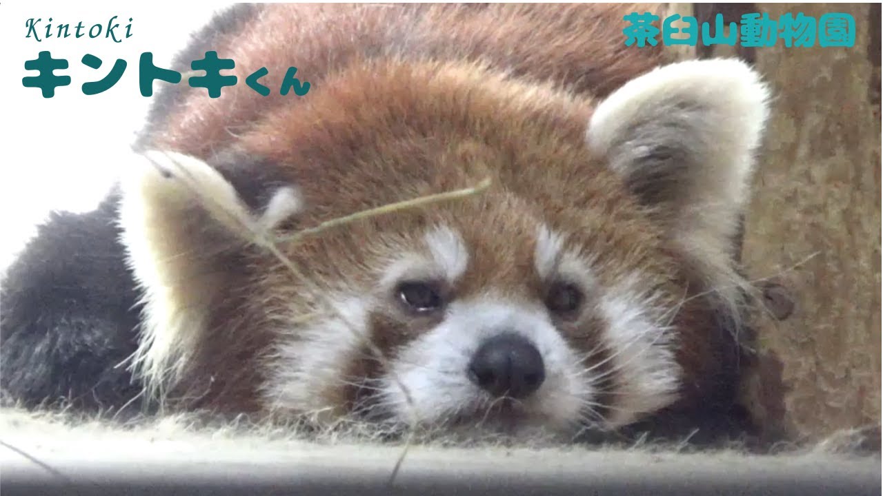 ねむたいけど耳がよく動く👂キントキくん　[茶臼山動物園]   レッサーパンダ