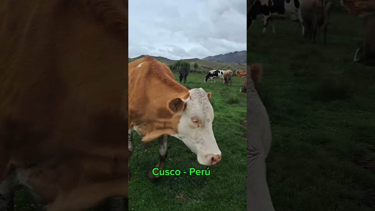 Peruano en Guatemala 😥🙃