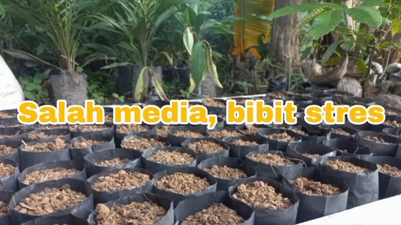 Media Tanam yang Salah Bisa Bikin Kecambah Sawit Stres | Persiapan PN 210 Bibit