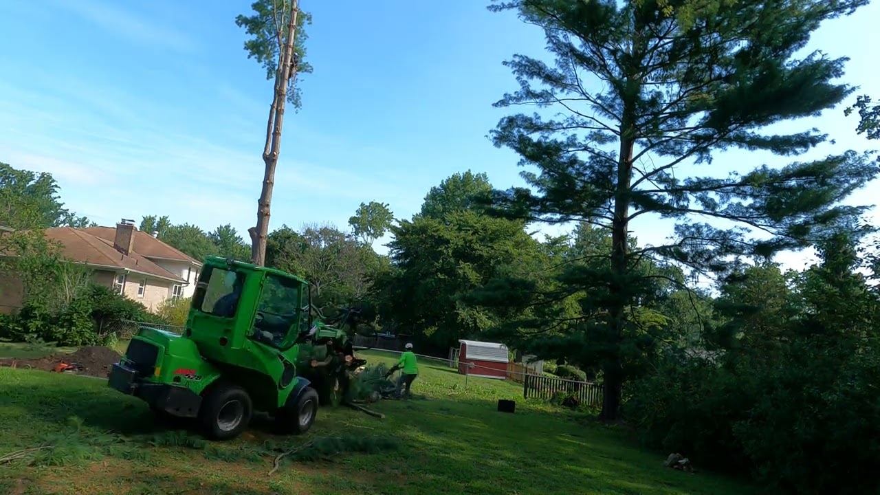Time lapse pine tree removal- avant 528