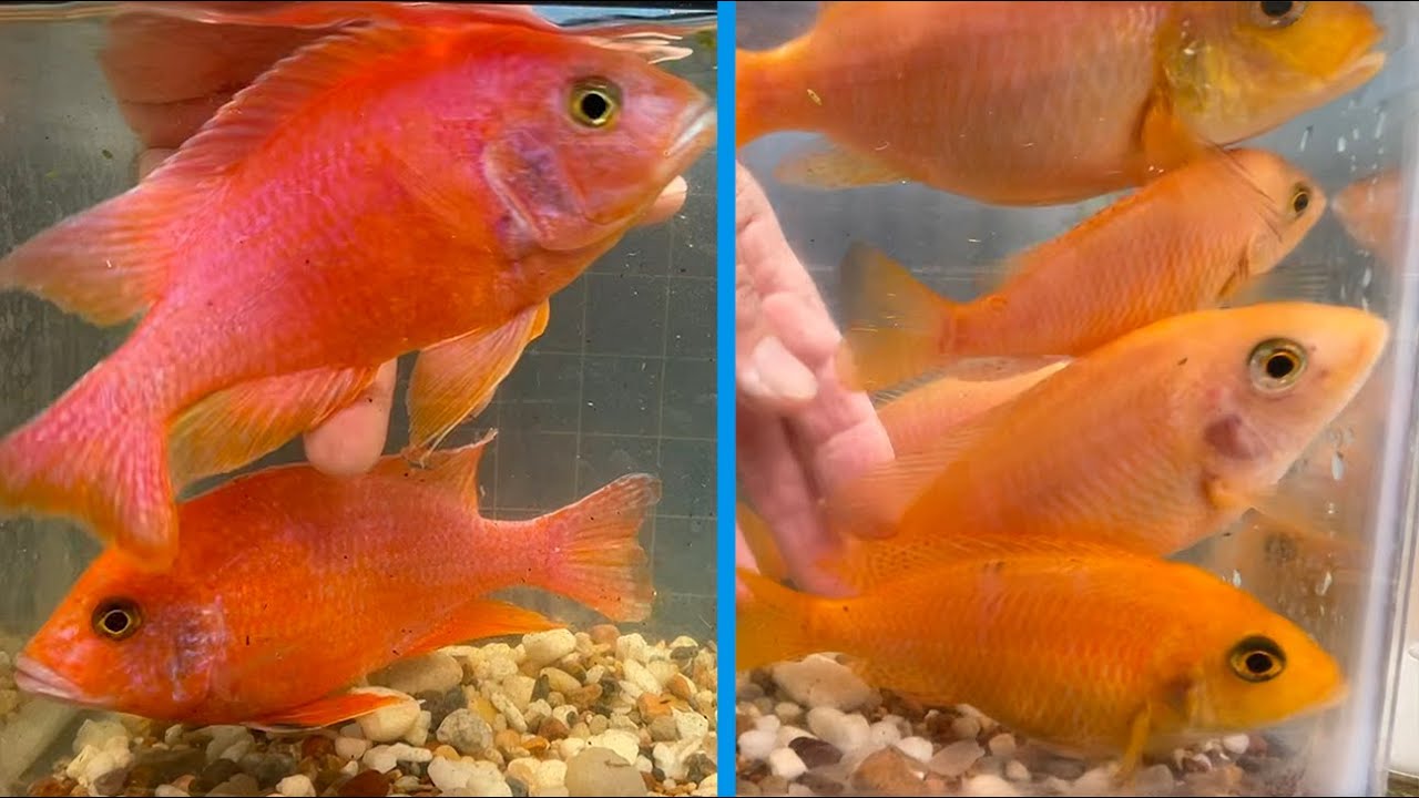 Red Dragon Blood Peacock Cichlid • BREEDER SELECTION •