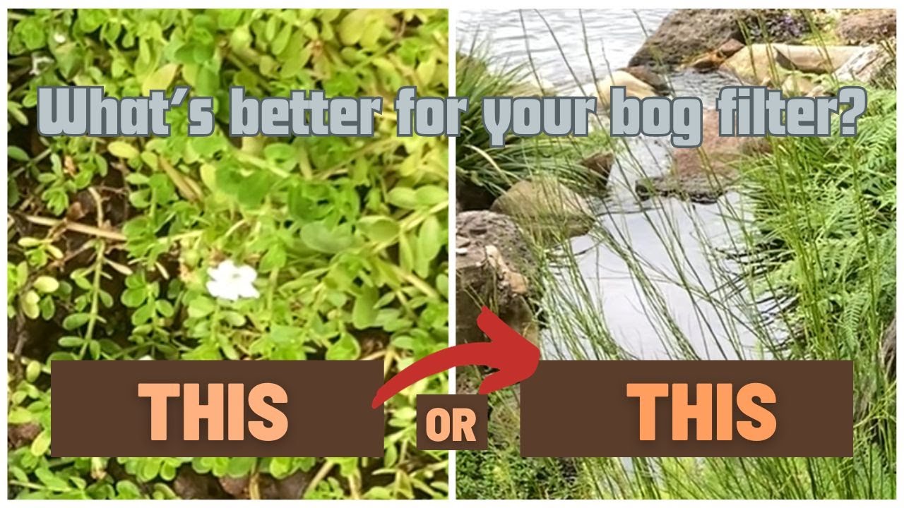 Water or no water over the surface of a bog filter???