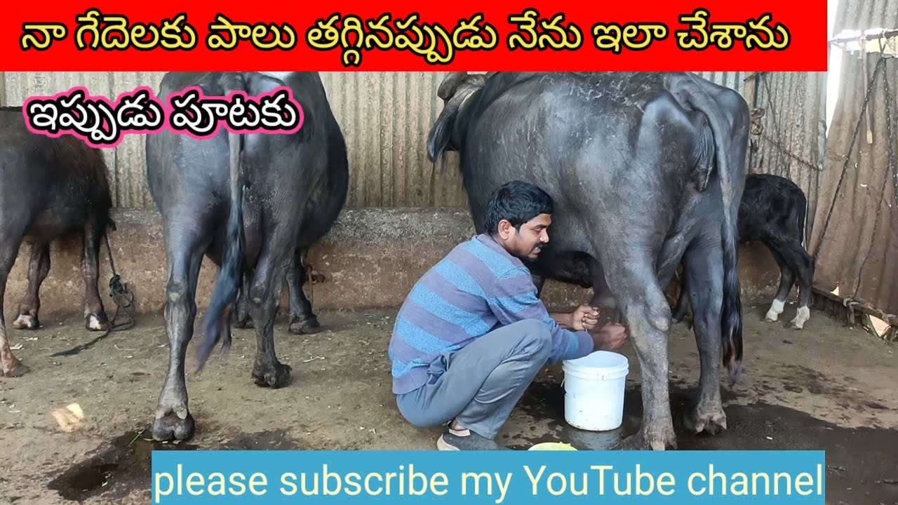 నా గేదెలకు పాలు తగ్గినప్పుడు నేను ఇలా చేశాను మళ్లీ పాలు పెరిగాయి#baffalo #animals 