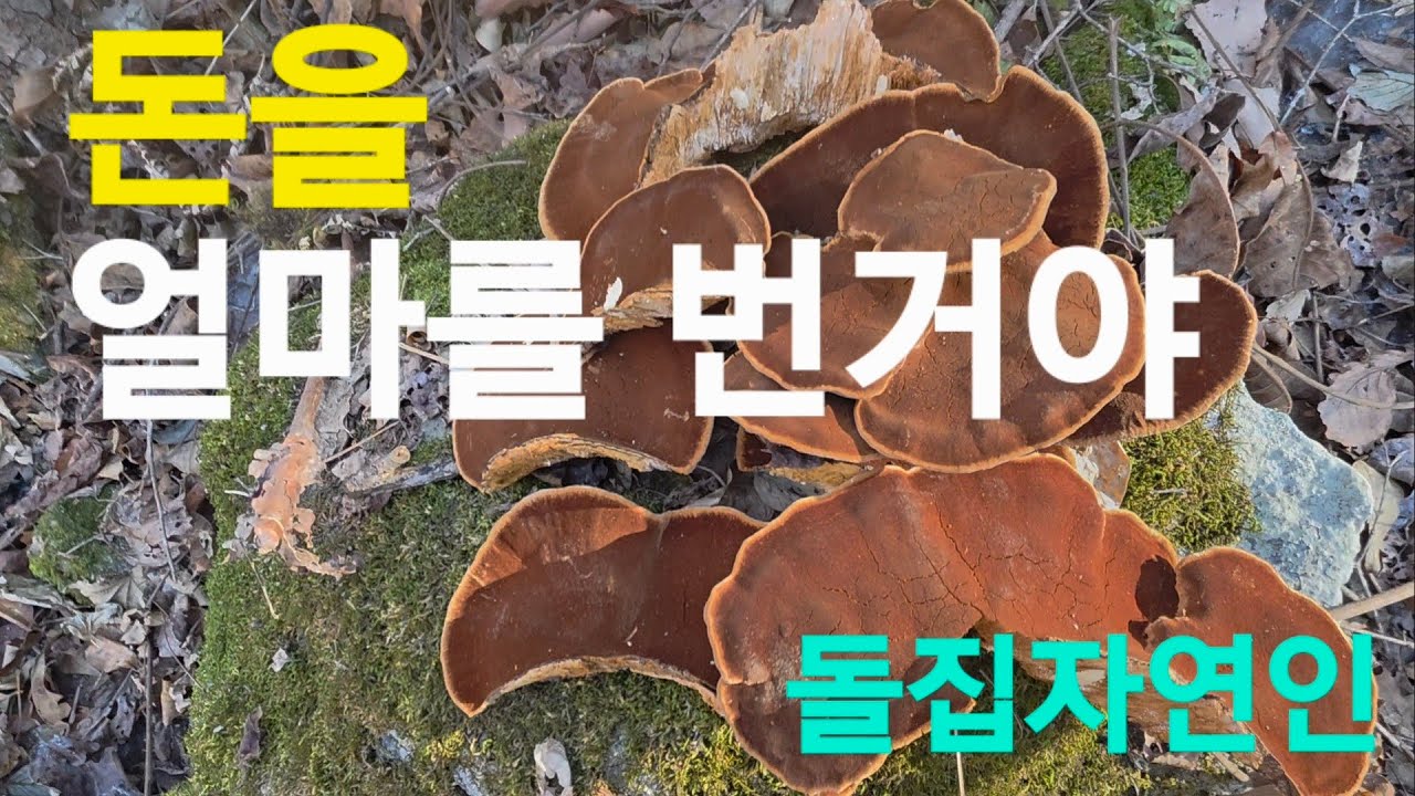 혼자서 많이두 땄네 #돌집자연인 #칡즙 