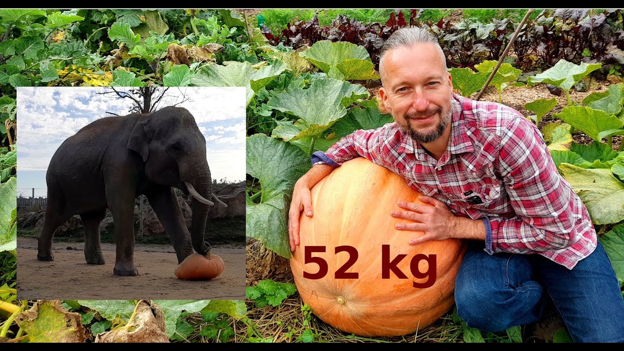 Nouveau record de courge, cadeau pour les éléphants de la Tanière