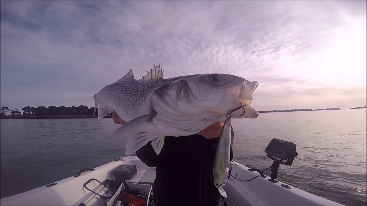 Gros bar et touches en direct à répétition sur le YO-ZURI 3DR Minnow.