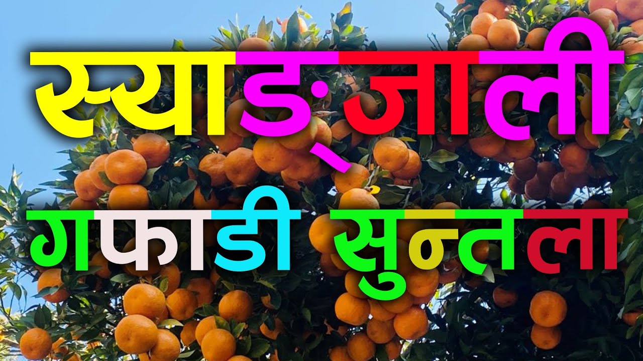Syagjali Suntala | | यत्तिको गफ नलाई सुन्तला नै अमिलो हुन्छ | |  Orange Syangja | | Fun