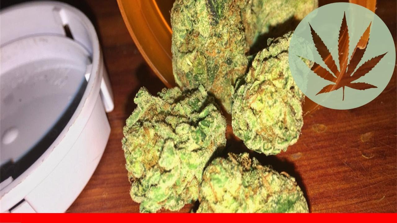 Loud Scout - All About This Strain