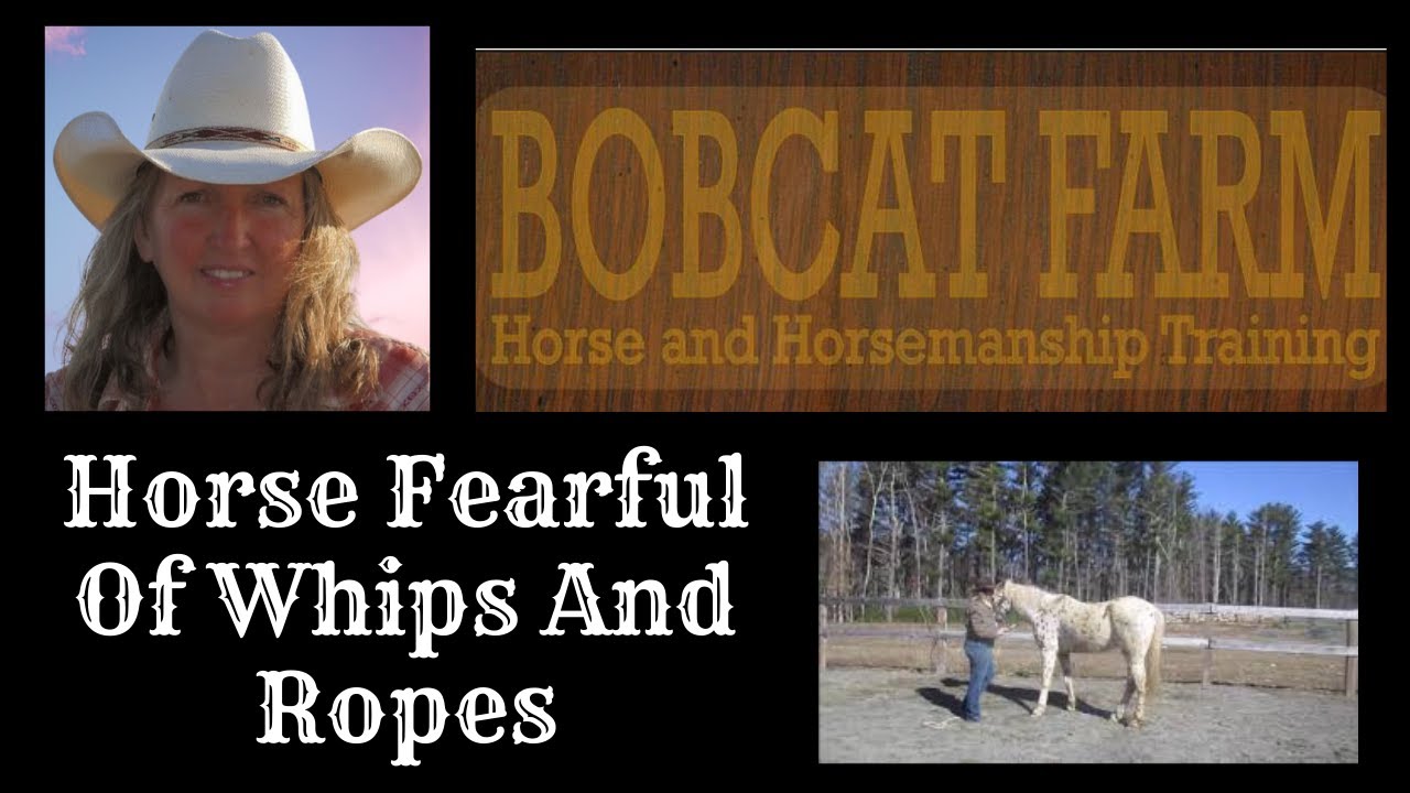 Horse Fearful Of Whips And Ropes