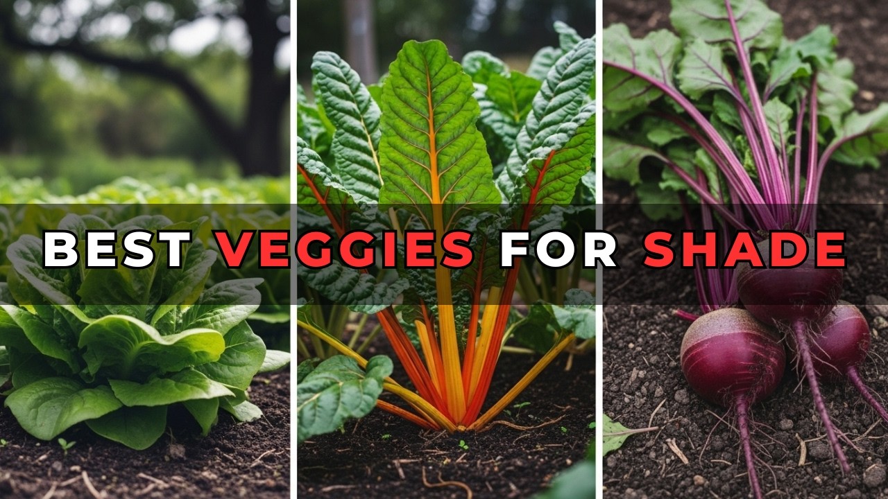 11 Perfect Vegetables To Grow in a Shady Garden Space