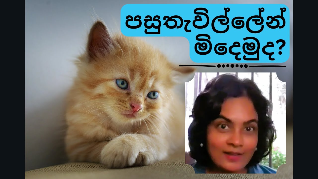 පසුතැවීම ජය ගන්නේ කෙසේද? | 6 ways to overcome REGRET