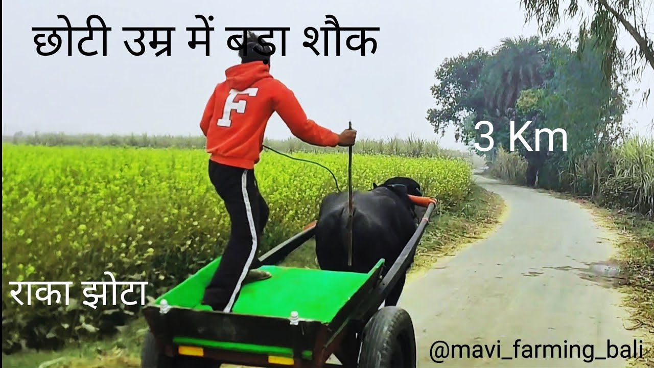 ||छोटी उम्र में बड़ा शौक || इशांत मावी बली का 4 दांत कटड़ा||@mavi_farming_bali